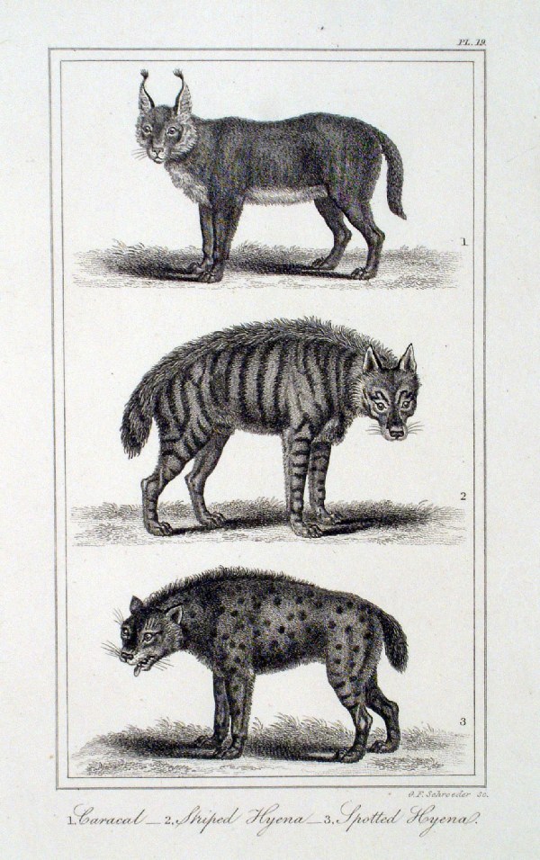 Original 1839 hand coloured mammalia print in mount Pale Dog Fox